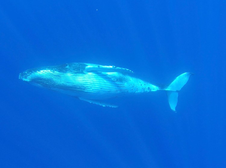 Screen Shot 2019-08-31 at 10.10.07 AM